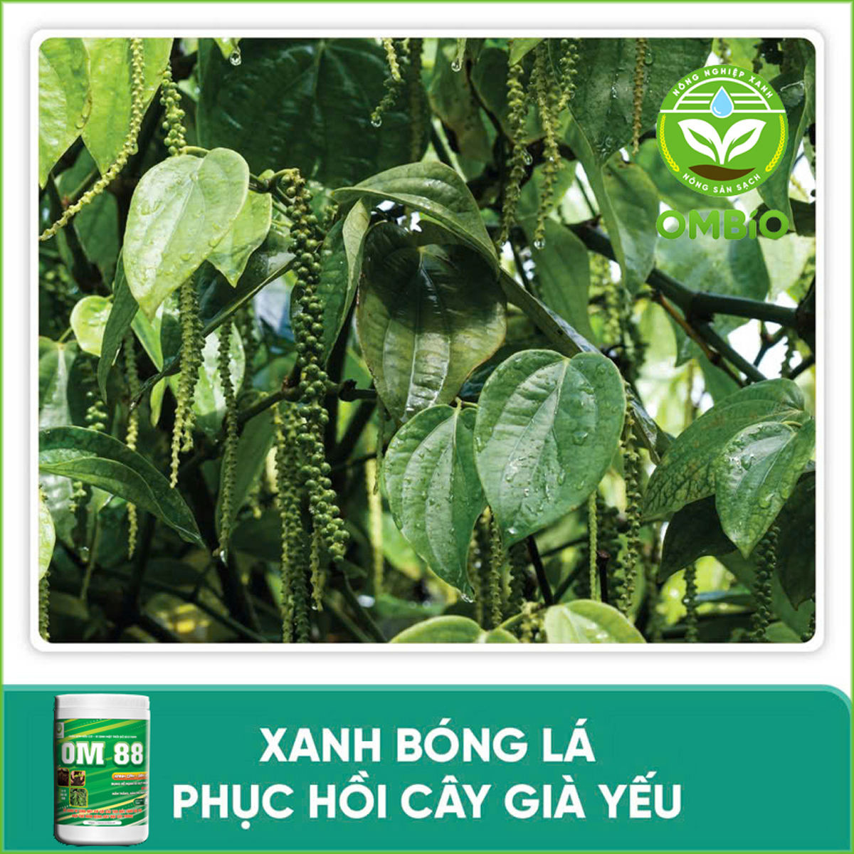 OM 88 - Phân thuốc kích rễ mạnh đi đọt nhanh, xanh cây dầy lá, biến vàng thành xanh