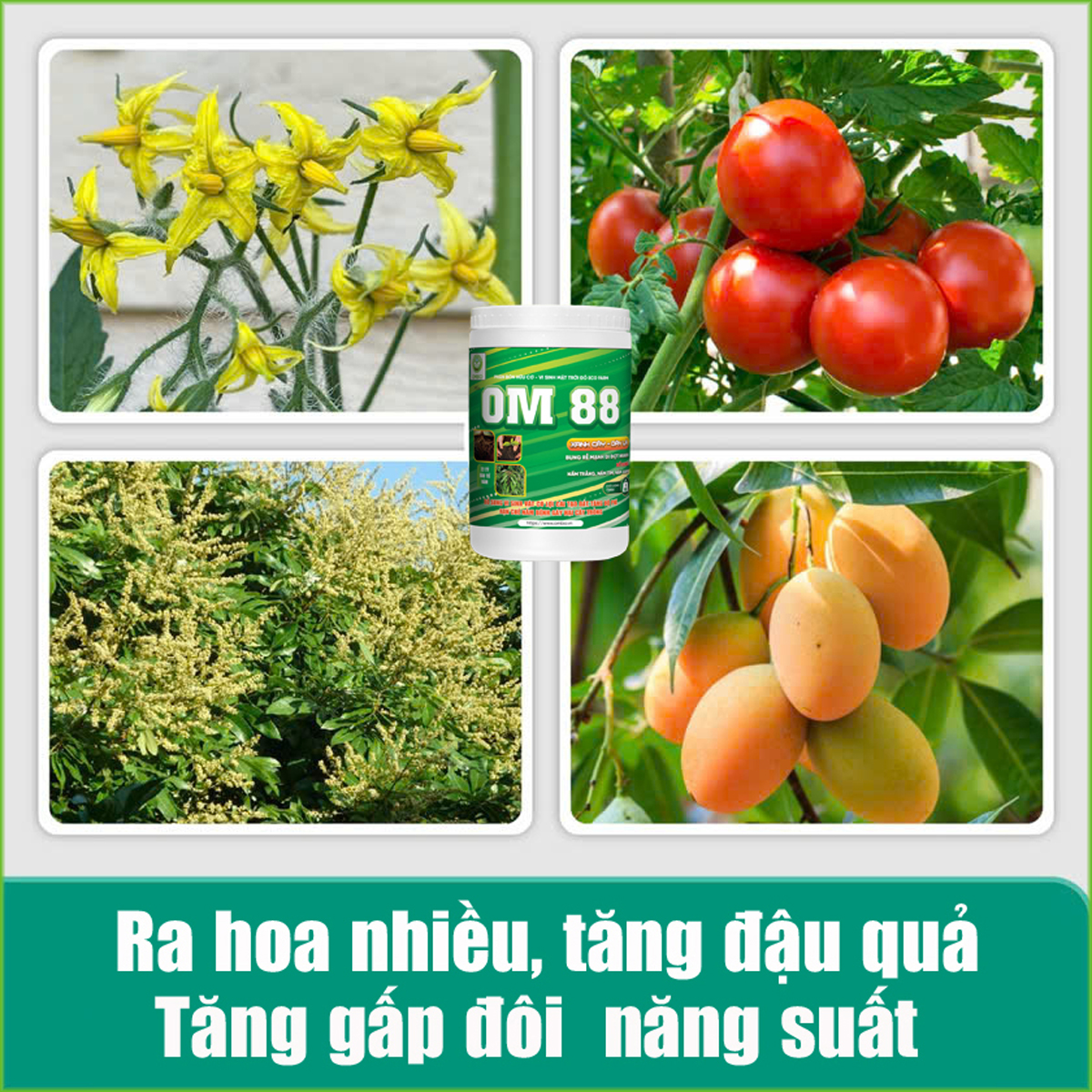 OM 88 - Phân thuốc kích rễ mạnh đi đọt nhanh, xanh cây dầy lá, biến vàng thành xanh