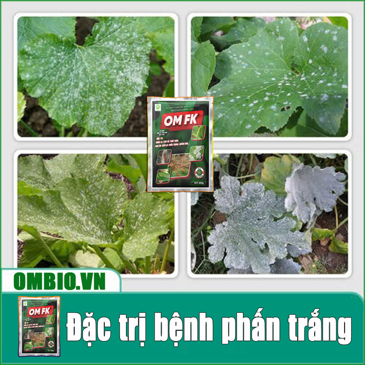 OM FK - Đặc trị nấm bệnh, xử lý vàng lá, thối rễ, đạo ôn, đốm lá, phấn trắng, sương mai