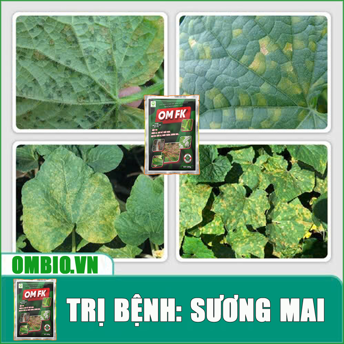 OM FK - Đặc trị nấm bệnh, xử lý vàng lá, thối rễ, đạo ôn, đốm lá, phấn trắng, sương mai