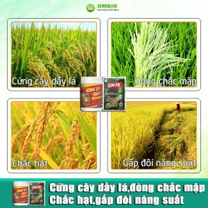 OM 88 RICE + OM FK - Bộ đôi kích rễ nở bụi - tiêu diệt đạo ôn