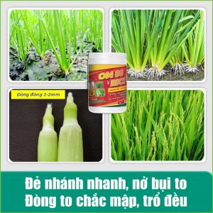 OM 88 RICE - Phân thuốc kích rễ mạnh, nảy mầm khỏe, nở bụi to, bự đòng trổ thoát nhanh