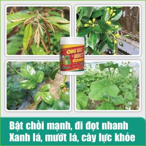 OM 88 RICE - Phân thuốc kích rễ mạnh, nảy mầm khỏe, nở bụi to, bự đòng trổ thoát nhanh