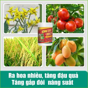 OM 88 RICE - Phân thuốc kích rễ mạnh, nảy mầm khỏe, nở bụi to, bự đòng trổ thoát nhanh