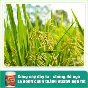 OM 88 RICE - Phân thuốc kích rễ mạnh, nảy mầm khỏe, nở bụi to, bự đòng trổ thoát nhanh